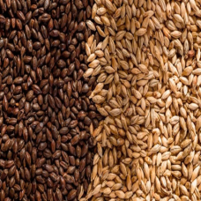 BỘT LÚA MẠCH ĐEN